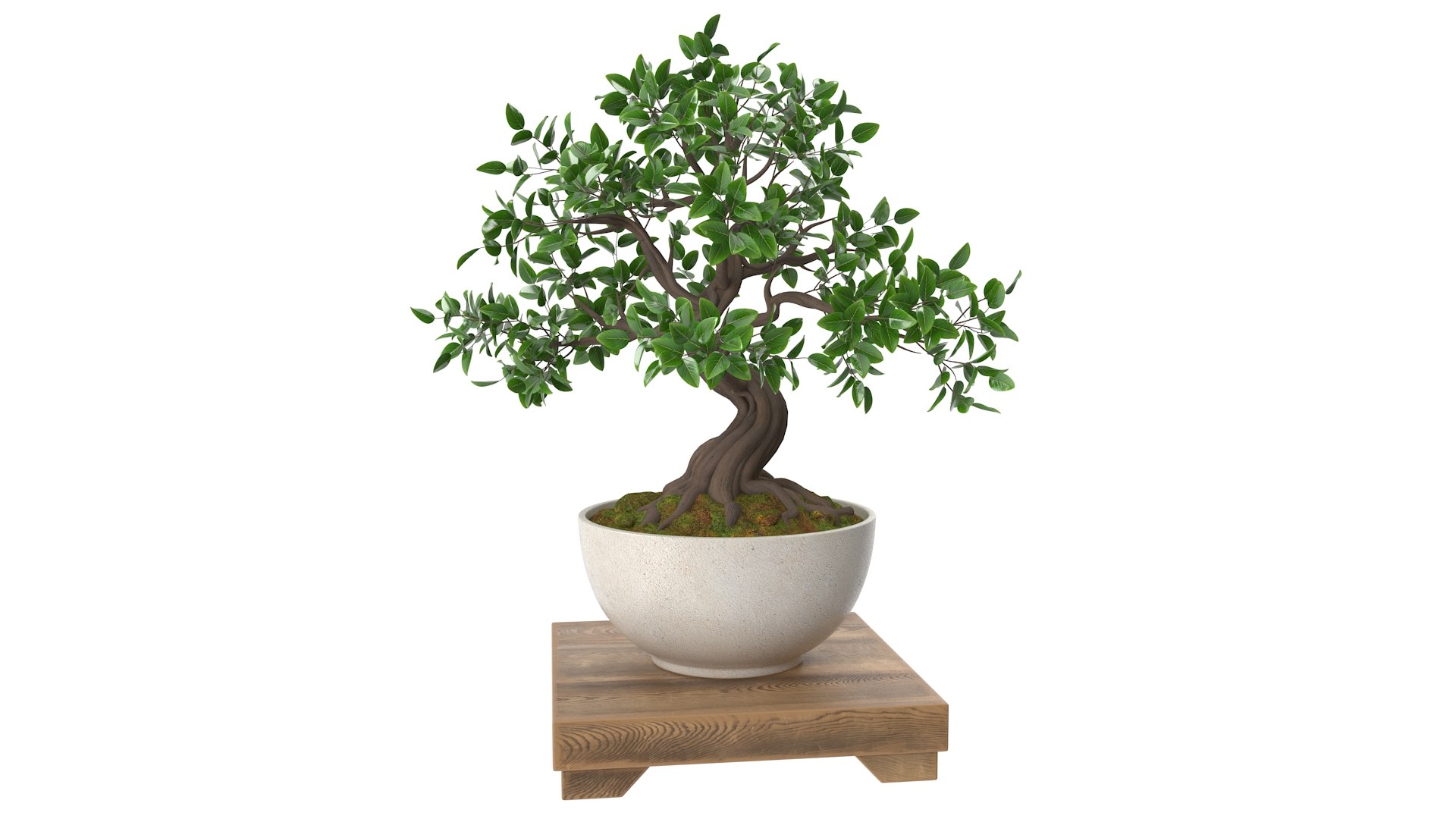 Bonsai Tree 3D Model - TurboSquid 2640961