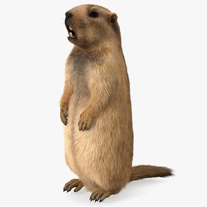 3D Groundhog Standing on Hind Legs Fur model