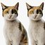 3D Cat Calico Rigged Animated model
