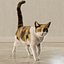 3D Cat Calico Rigged Animated model