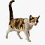 3D Cat Calico Rigged Animated model