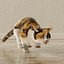 3D Cat Calico Rigged Animated model