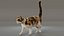3D Cat Calico Rigged Animated model