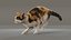 3D Cat Calico Rigged Animated model