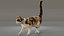 3D Cat Calico Rigged Animated model