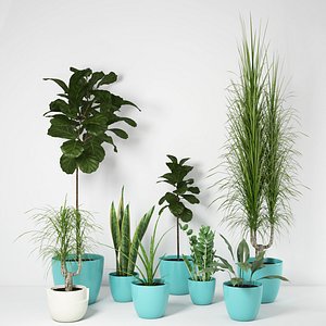 3D plant ficus dracena