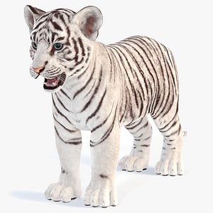 White Baby Tiger