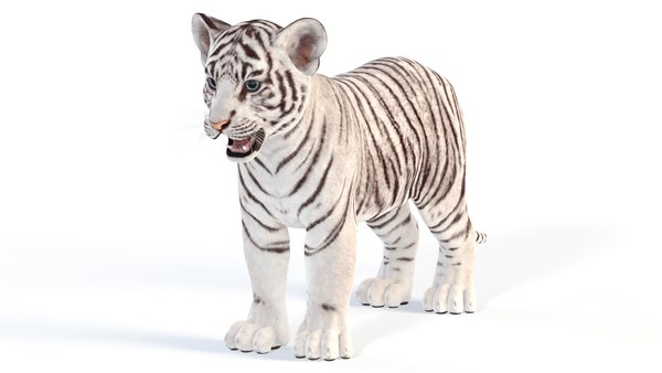 Tigre branco Modelo 3d