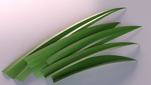 pandanus leaves spice 3D model