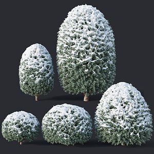 Taxus Baccata # 10 topiary winter set 1