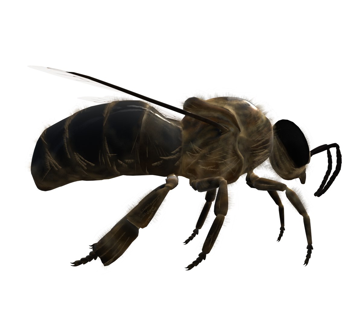3D Model Animation Drone Bee - TurboSquid 2082358