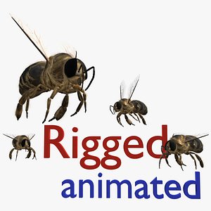 3D model animation drone bee