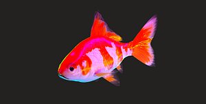 Rigged Goldfish with displacement and normal maps (golden fish)