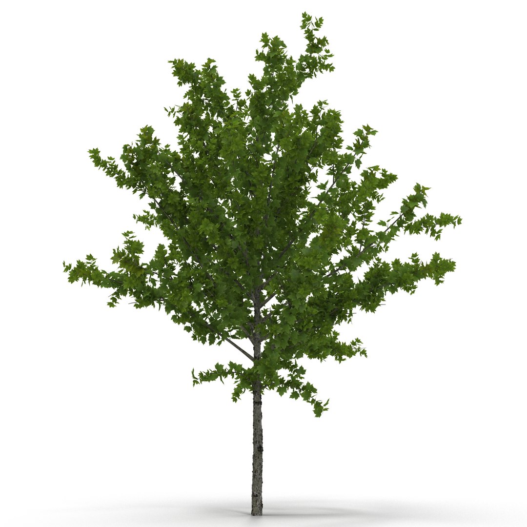 Young Tree Red Maple Summer 3D model preview