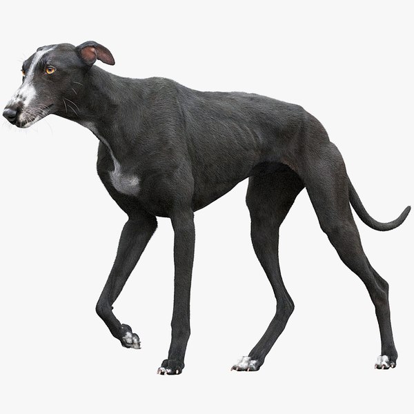 spanish greyhound fur animations 3D model