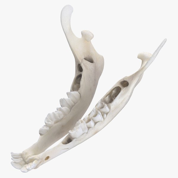 3D European Roe Deer Baby Jaw 01 model