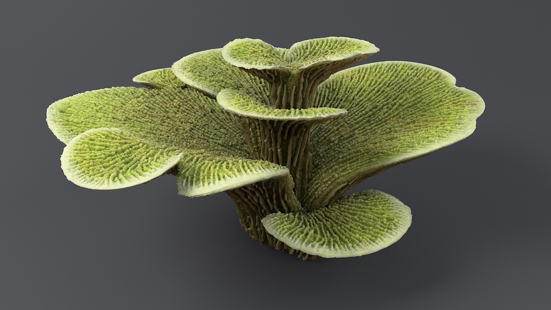 3D model Montipora Foliosa 02 Coral https://p.turbosquid.com/ts-thumb/LN/JpxVyB/nH/mont_fol_02_02/jpg/1770289706/1920x1080/fit_q87/64abcbeb4efbe43ec85d8f8336a03d1b4fc0c38b/mont_fol_02_02.jpg