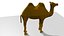 camel desert