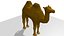 camel desert