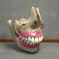 Human Teeth with Jawbones and Gums Anatomy