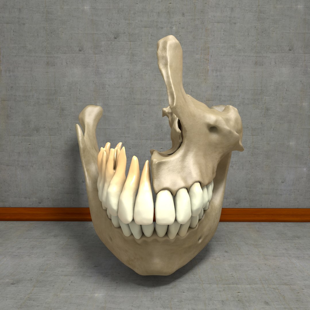 3d human jawbones teeth gums model