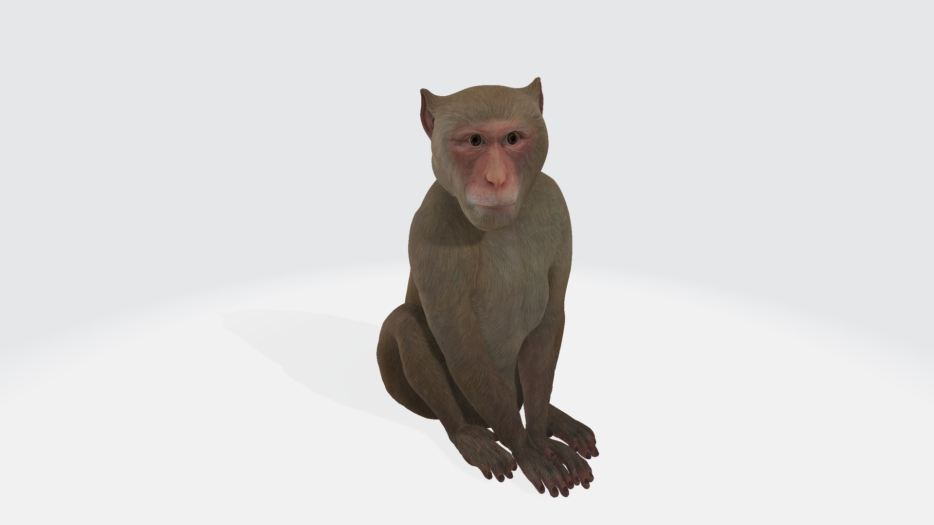 3D Monkey Model - TurboSquid 2355930