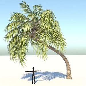 3D realistic curly palm tree