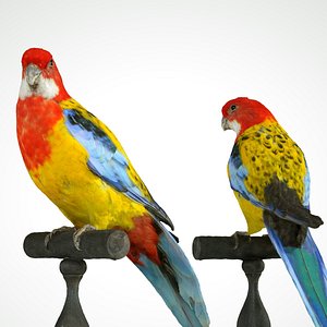 Eastern Rosella Platycercus Eximius