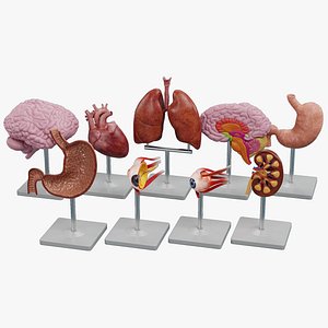Anatomy Models Collection