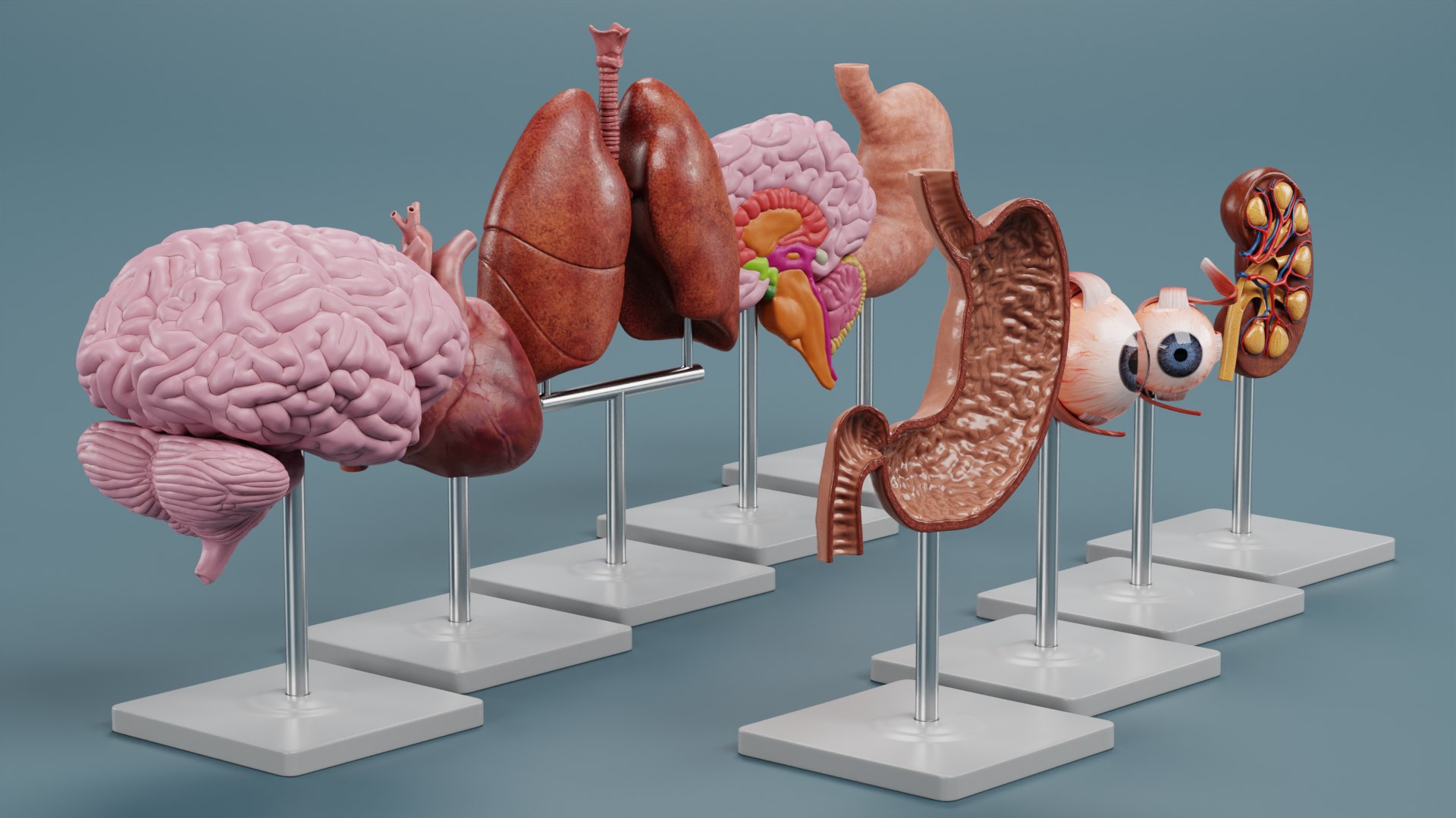 3D Anatomy Models - TurboSquid 2026893