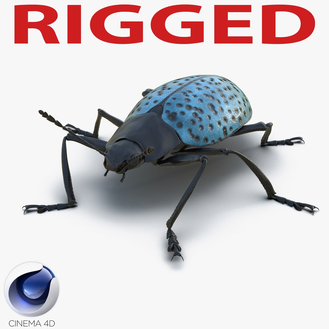 Gibbifer Californicus Beetle 2 Rigged for Cinema 4D 3D model preview