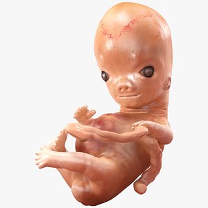 human embryo 8 weeks 3D model