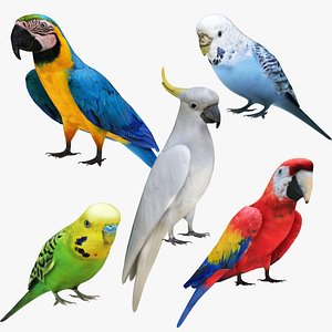 Pet Birds 5 in 1