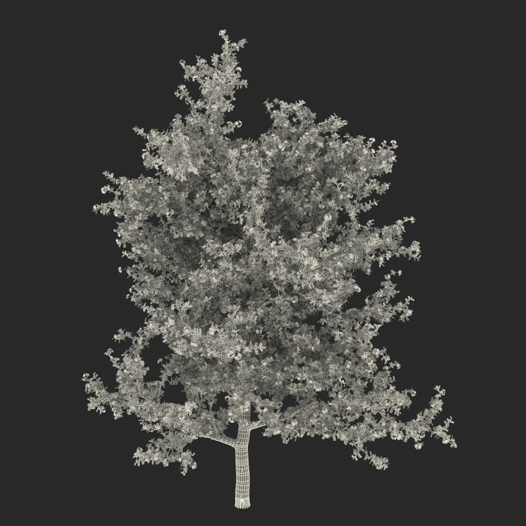 pear tree flowering 3d model