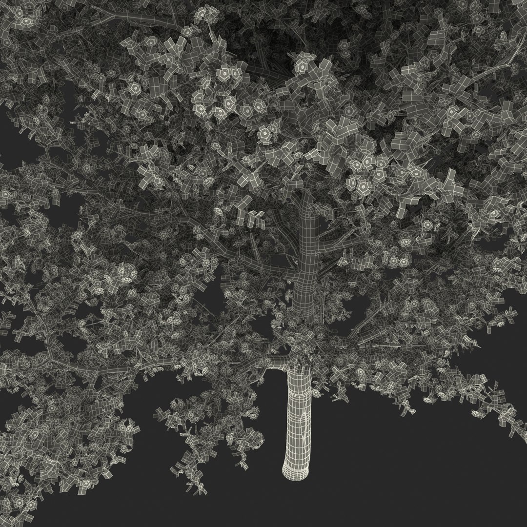 pear tree flowering 3d model
