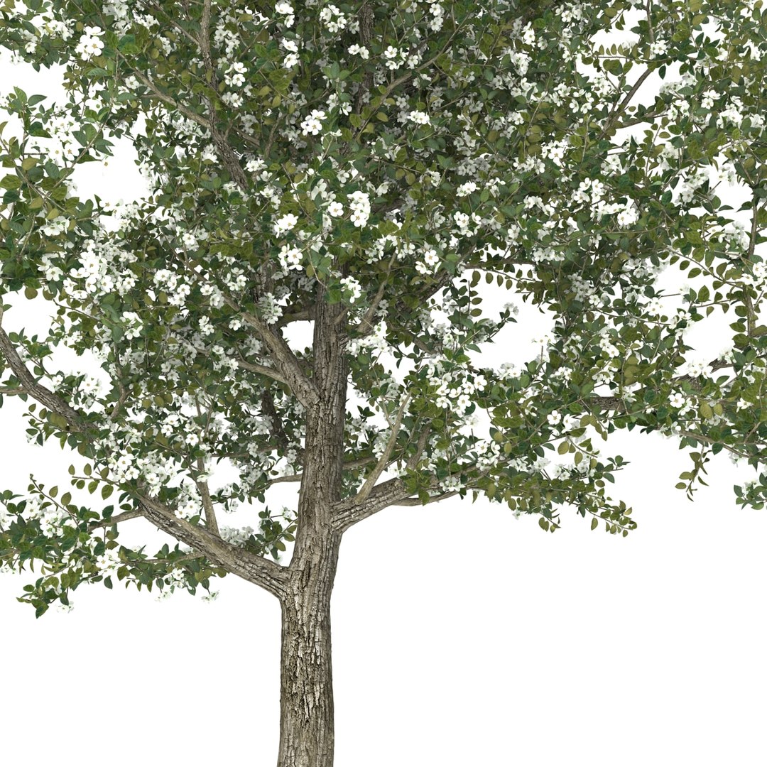 pear tree flowering 3d model