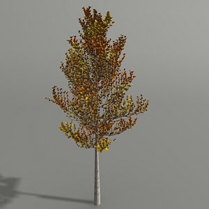 3d model birch autumn