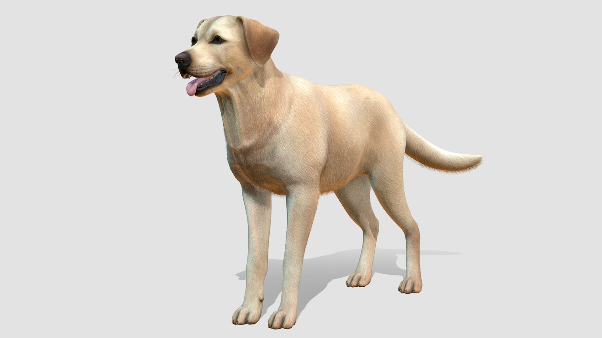 3d Model Dog - Labrador - Turbosquid 1939269