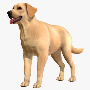 3D model Dog - Labrador
