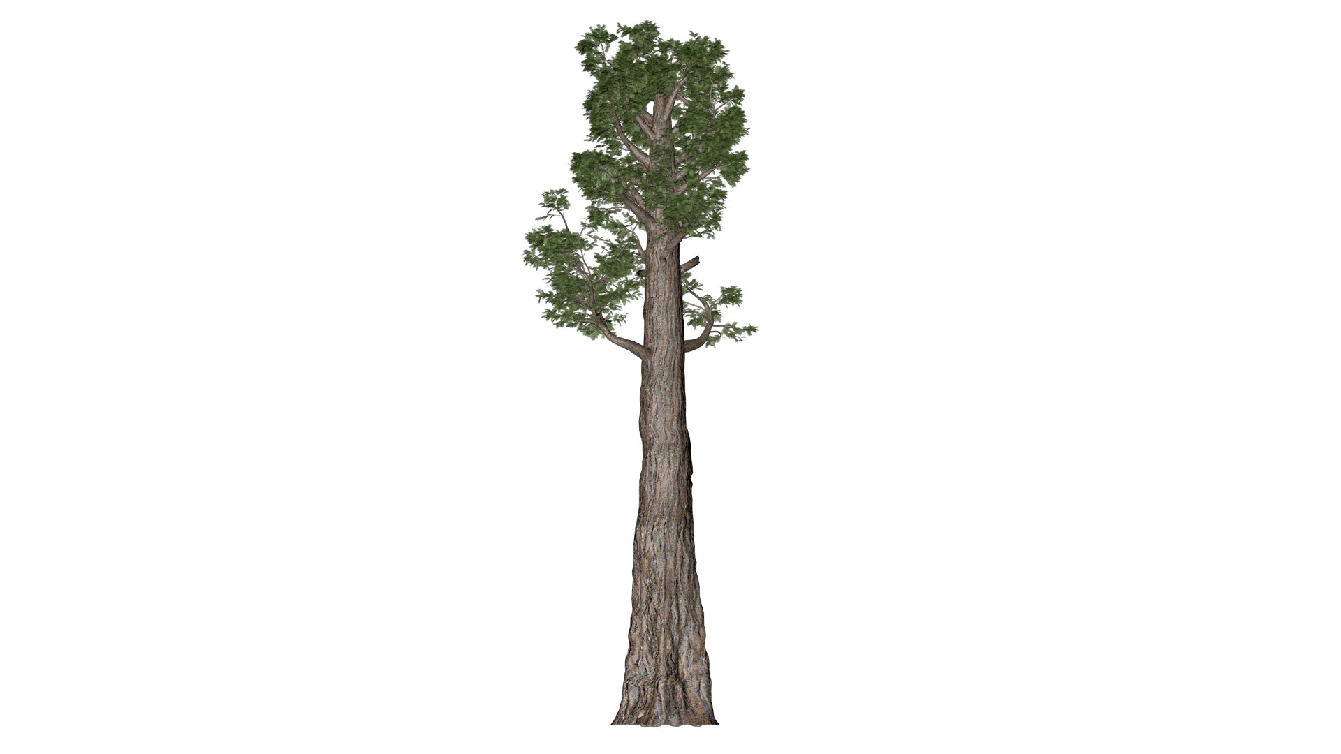 3D model Giant Redwood Sequoia Tree - 05 - https://p.turbosquid.com/ts-thumb/LO/yEU0Vp/1O/grs_53/png/1741786795/1920x1080/fit_q87/1914a161227d55ead37d6ff1c0e357e3d4557402/grs_53.jpg