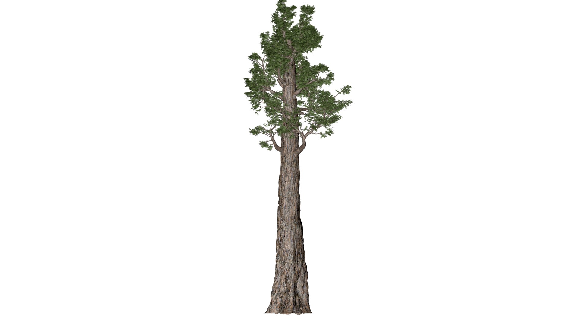 3D model Giant Redwood Sequoia Tree - 05 - https://p.turbosquid.com/ts-thumb/LO/yEU0Vp/6o/grs_52/png/1741786795/1920x1080/fit_q87/dc3c543e3c878fe8916e818e9944f68dd74c3645/grs_52.jpg