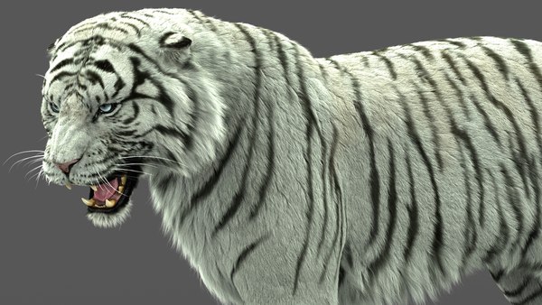 modèle 3D de Tigre Blanc (3) (Animé) (Fourrure) - TurboSquid