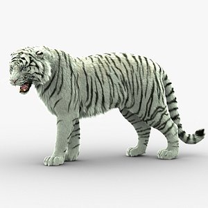 modèle 3D de tigre blanc - TurboSquid 1402396