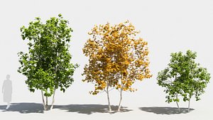 betula platyphylla tree