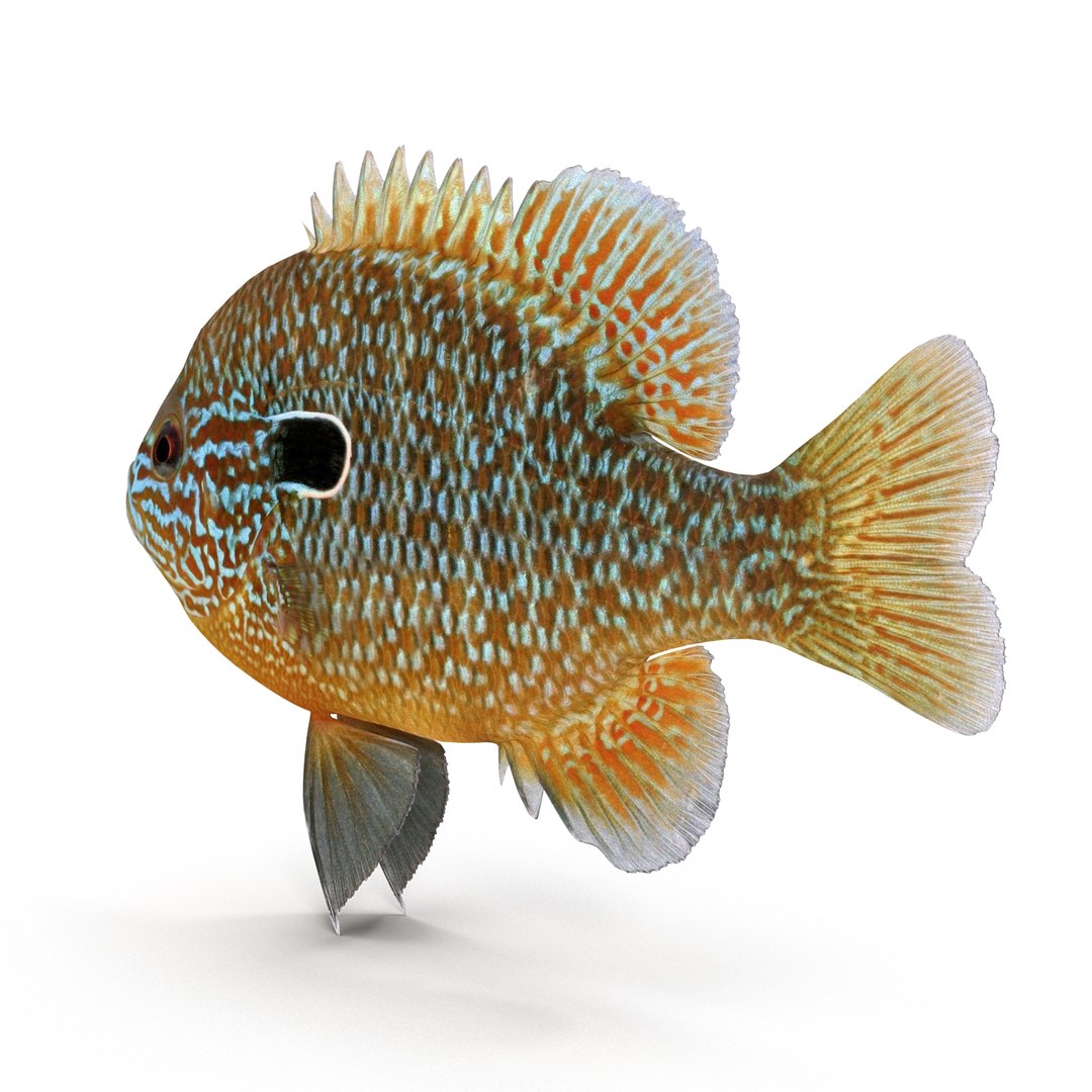 Longear Sunfish Fish X