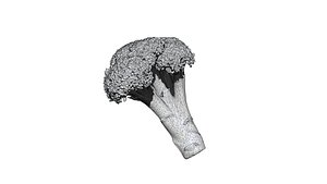 3D broccoli  cut 3D CT scan model 1 decimate 10percent model
