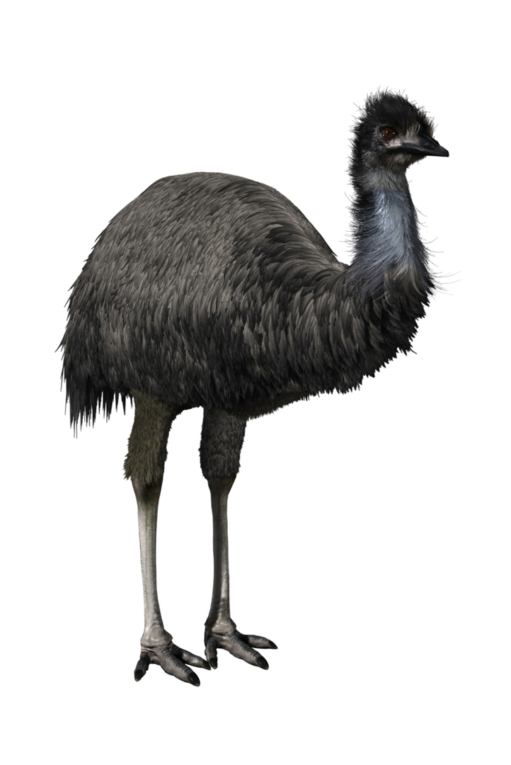 Emu 3D - TurboSquid 1167980