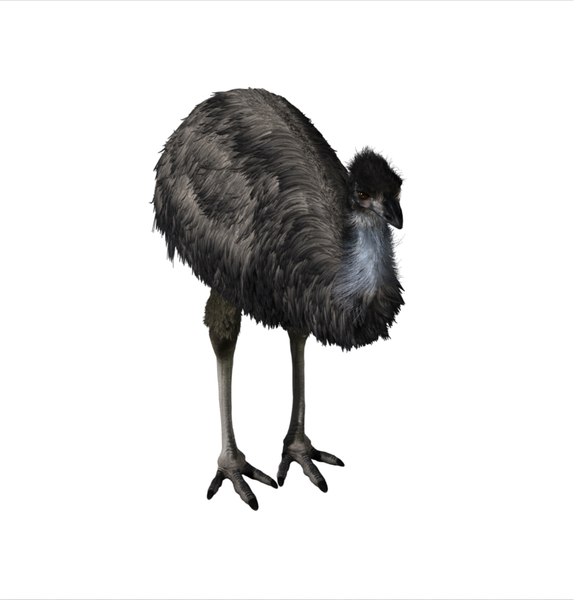 Emu 3D - TurboSquid 1167980