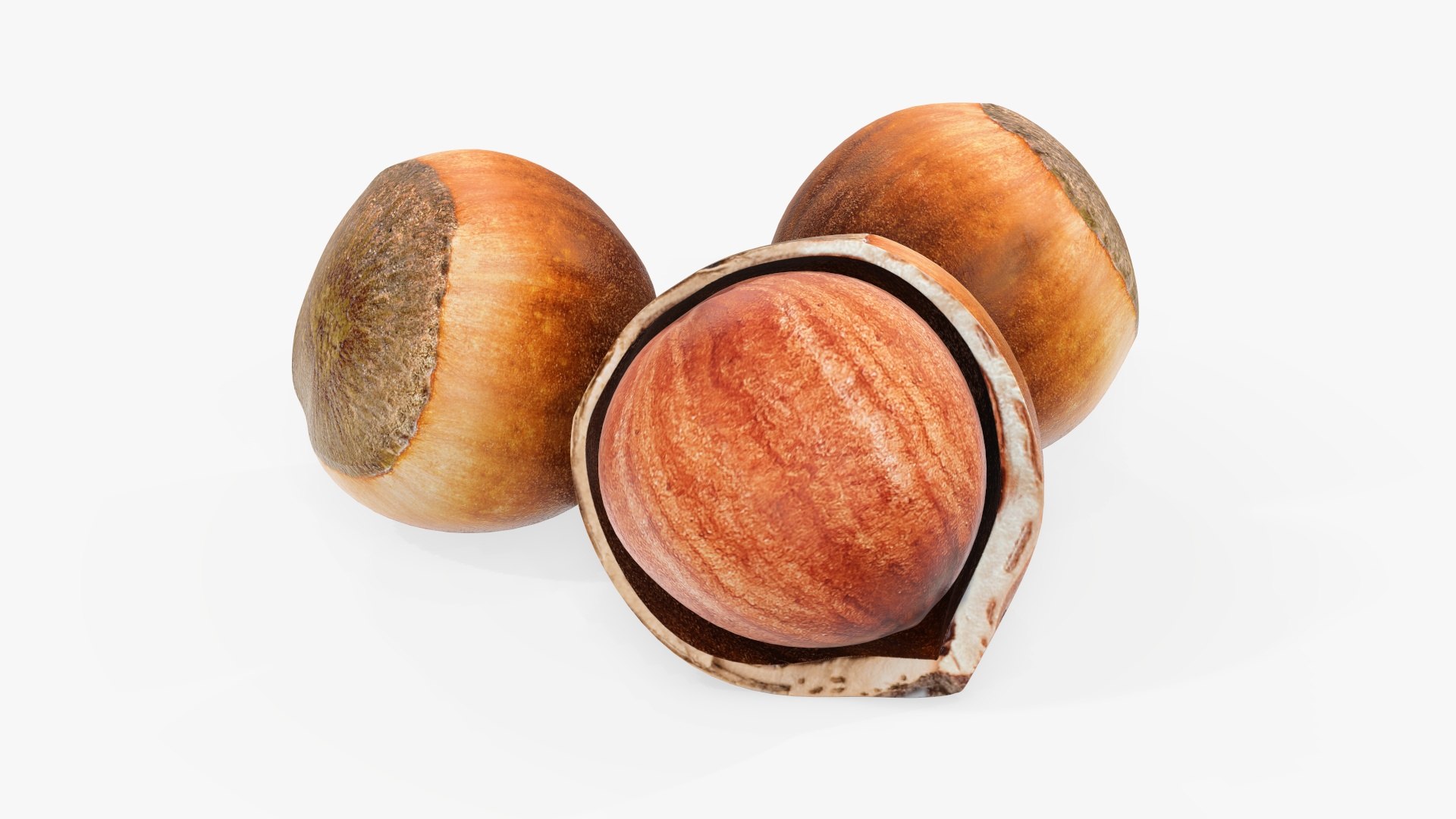 Hazelnut Nut Model - TurboSquid 1621702