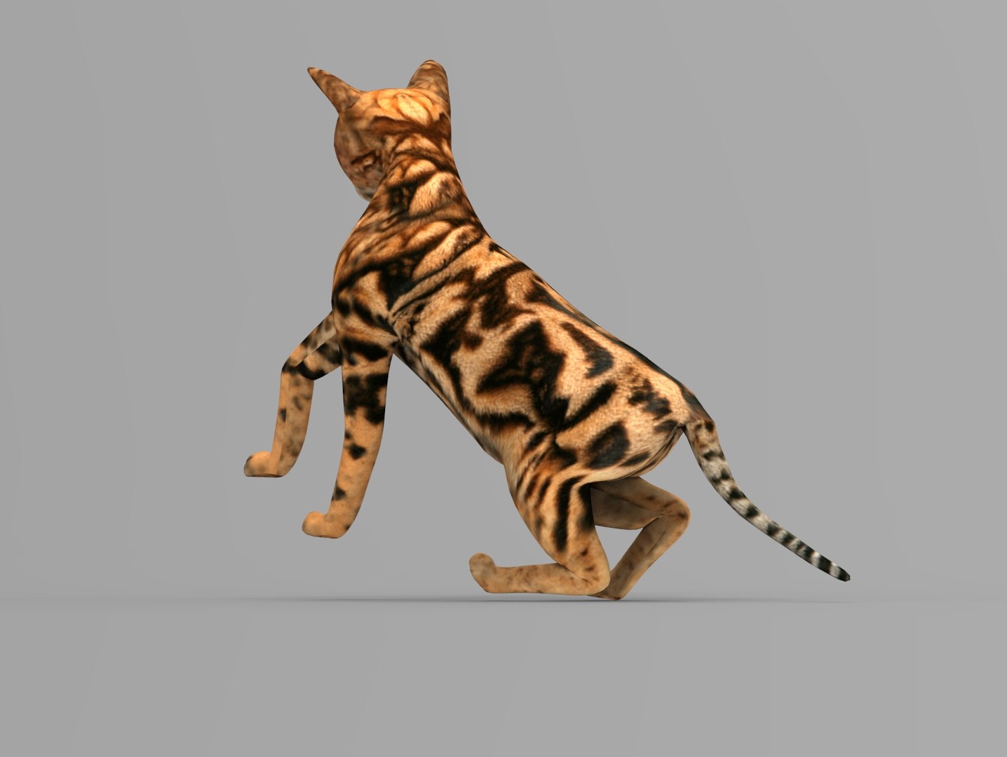 3D Cat Rigged Model - TurboSquid 1197575